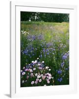 Cornflower Wildflower meadow, Norfolk Botanical Garden, Virginia, USA-Charles Gurche-Framed Photographic Print