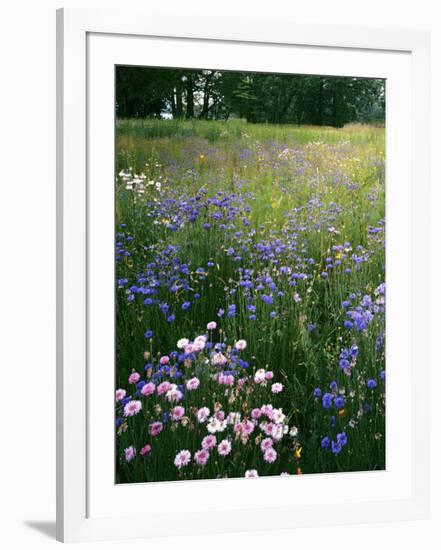 Cornflower Wildflower meadow, Norfolk Botanical Garden, Virginia, USA-Charles Gurche-Framed Photographic Print