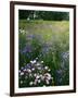 Cornflower Wildflower meadow, Norfolk Botanical Garden, Virginia, USA-Charles Gurche-Framed Photographic Print