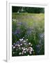 Cornflower Wildflower meadow, Norfolk Botanical Garden, Virginia, USA-Charles Gurche-Framed Photographic Print