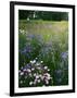 Cornflower Wildflower meadow, Norfolk Botanical Garden, Virginia, USA-Charles Gurche-Framed Photographic Print