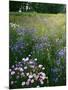 Cornflower Wildflower meadow, Norfolk Botanical Garden, Virginia, USA-Charles Gurche-Mounted Photographic Print
