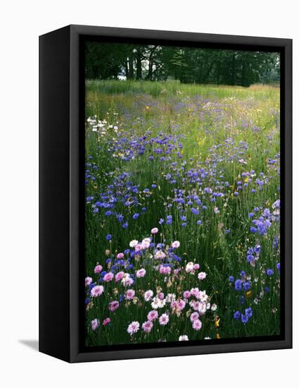 Cornflower Wildflower meadow, Norfolk Botanical Garden, Virginia, USA-Charles Gurche-Framed Stretched Canvas