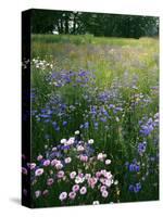 Cornflower Wildflower meadow, Norfolk Botanical Garden, Virginia, USA-Charles Gurche-Stretched Canvas