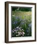 Cornflower Wildflower meadow, Norfolk Botanical Garden, Virginia, USA-Charles Gurche-Framed Photographic Print