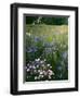 Cornflower Wildflower meadow, Norfolk Botanical Garden, Virginia, USA-Charles Gurche-Framed Photographic Print