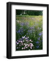 Cornflower Wildflower meadow, Norfolk Botanical Garden, Virginia, USA-Charles Gurche-Framed Premium Photographic Print