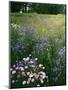 Cornflower Wildflower meadow, Norfolk Botanical Garden, Virginia, USA-Charles Gurche-Mounted Premium Photographic Print