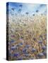 Cornflowers 2-Lincoln Seligman-Stretched Canvas