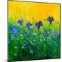 Cornflowers field-Pol Ledent-Mounted Art Print