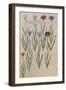 Cornflowers. from 'Camerarius Florilegium'-Joachim Camerarius-Framed Giclee Print