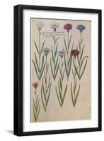 Cornflowers. from 'Camerarius Florilegium'-Joachim Camerarius-Framed Giclee Print