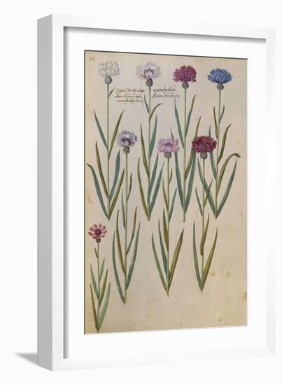 Cornflowers. from 'Camerarius Florilegium'-Joachim Camerarius-Framed Giclee Print