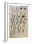 Cornflowers. from 'Camerarius Florilegium'-Joachim Camerarius-Framed Giclee Print