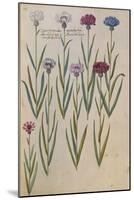 Cornflowers. from 'Camerarius Florilegium'-Joachim Camerarius-Mounted Giclee Print