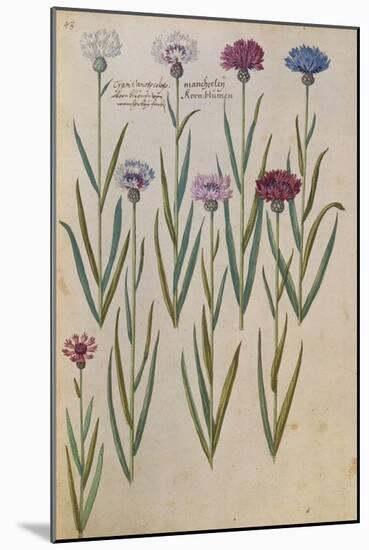 Cornflowers. from 'Camerarius Florilegium'-Joachim Camerarius-Mounted Giclee Print