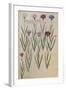 Cornflowers. from 'Camerarius Florilegium'-Joachim Camerarius-Framed Giclee Print