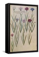 Cornflowers. from 'Camerarius Florilegium'-Joachim Camerarius-Framed Stretched Canvas