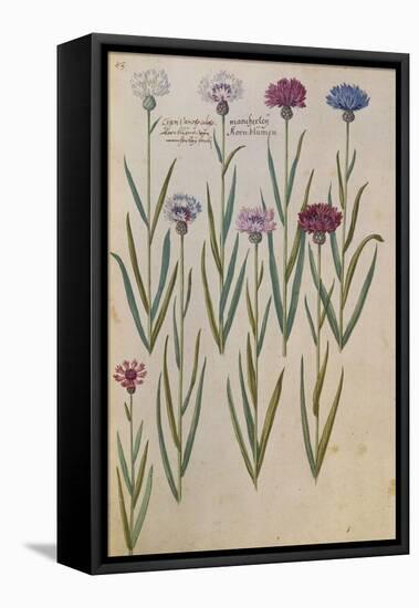 Cornflowers. from 'Camerarius Florilegium'-Joachim Camerarius-Framed Stretched Canvas