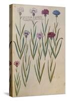 Cornflowers. from 'Camerarius Florilegium'-Joachim Camerarius-Stretched Canvas