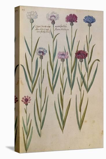 Cornflowers. from 'Camerarius Florilegium'-Joachim Camerarius-Stretched Canvas