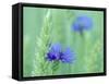 Cornflowers Growing Amidst Wheat Field-null-Framed Stretched Canvas