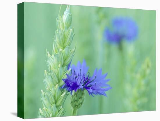 Cornflowers Growing Amidst Wheat Field-null-Stretched Canvas