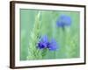 Cornflowers Growing Amidst Wheat Field-null-Framed Photographic Print