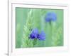 Cornflowers Growing Amidst Wheat Field-null-Framed Photographic Print