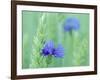 Cornflowers Growing Amidst Wheat Field-null-Framed Photographic Print