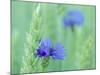 Cornflowers Growing Amidst Wheat Field-null-Mounted Photographic Print