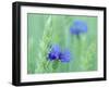 Cornflowers Growing Amidst Wheat Field-null-Framed Photographic Print