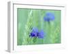 Cornflowers Growing Amidst Wheat Field-null-Framed Photographic Print