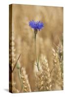 Cornflowers in Cornfield-null-Stretched Canvas