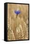 Cornflowers in Cornfield-null-Framed Stretched Canvas