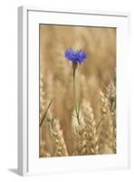 Cornflowers in Cornfield-null-Framed Photographic Print