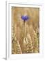 Cornflowers in Cornfield-null-Framed Photographic Print