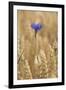 Cornflowers in Cornfield-null-Framed Photographic Print