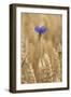 Cornflowers in Cornfield-null-Framed Photographic Print