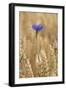 Cornflowers in Cornfield-null-Framed Photographic Print