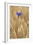 Cornflowers in Cornfield-null-Framed Photographic Print