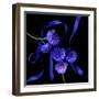 cornflowers-Magda Indigo-Framed Photographic Print