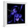 cornflowers-Magda Indigo-Framed Photographic Print