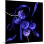 cornflowers-Magda Indigo-Mounted Photographic Print