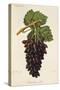 Cornichon Violet Grape-J. Troncy-Stretched Canvas