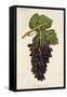 Cornichon Violet Grape-J. Troncy-Framed Stretched Canvas