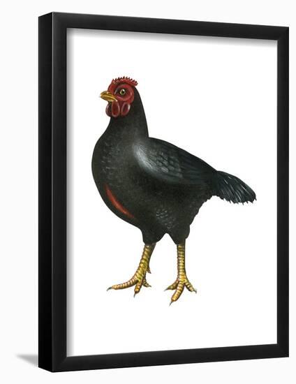 Cornish (Gallus Gallus Domesticus), Rooster, Poultry, Birds-Encyclopaedia Britannica-Framed Poster