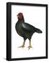 Cornish (Gallus Gallus Domesticus), Rooster, Poultry, Birds-Encyclopaedia Britannica-Framed Poster