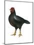 Cornish (Gallus Gallus Domesticus), Rooster, Poultry, Birds-Encyclopaedia Britannica-Mounted Poster