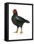 Cornish (Gallus Gallus Domesticus), Rooster, Poultry, Birds-Encyclopaedia Britannica-Framed Stretched Canvas